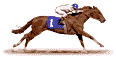 gonia horse